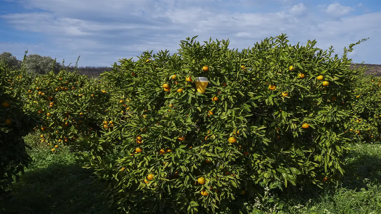 Meyve Sineği Tuzakları Mandalinada Ilaç Kullanımını Azalttı 1