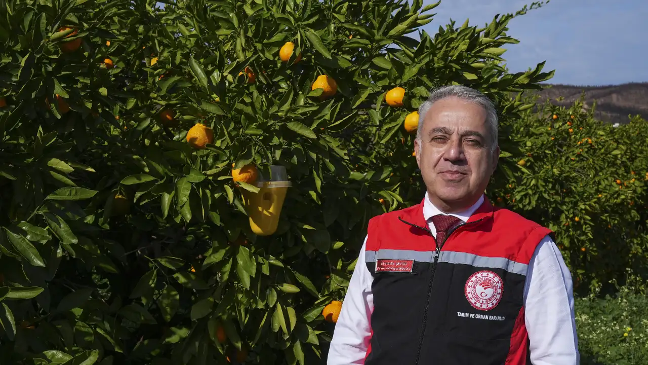 Meyve Sineği Tuzakları Mandalinada Ilaç Kullanımını Azalttı 4