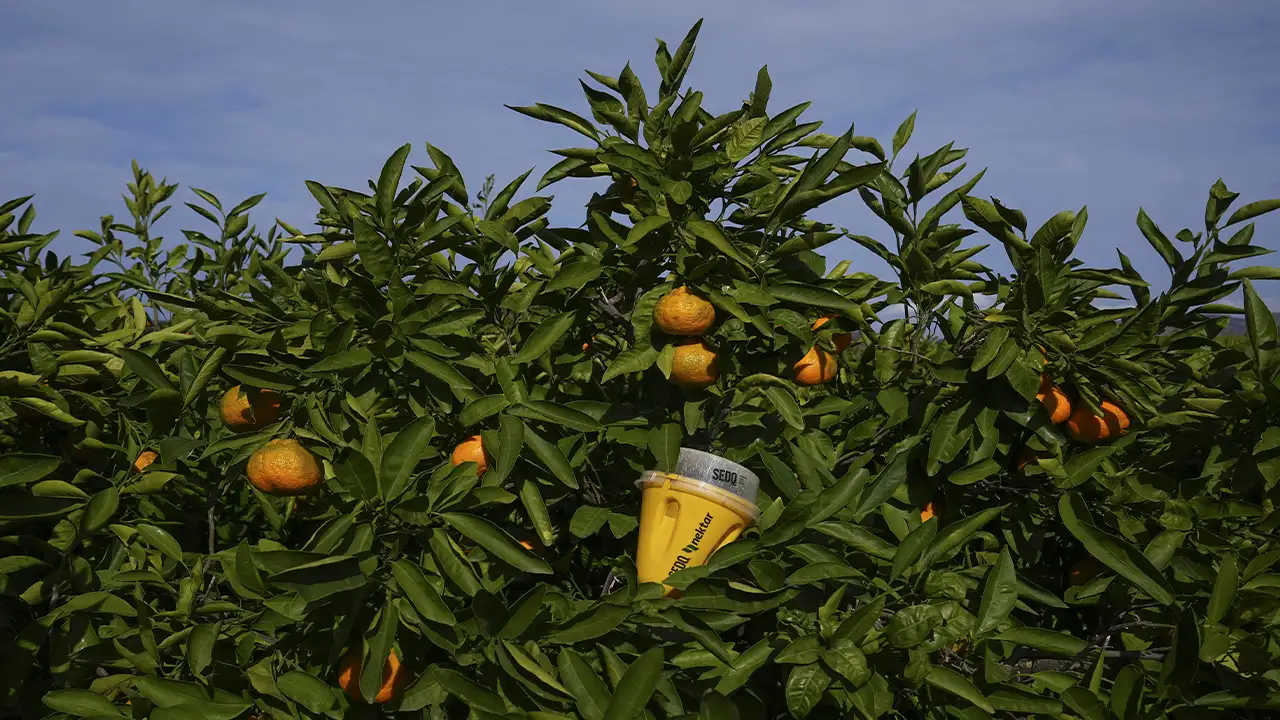 Meyve Sineği Tuzakları Mandalinada Ilaç Kullanımını Azalttı