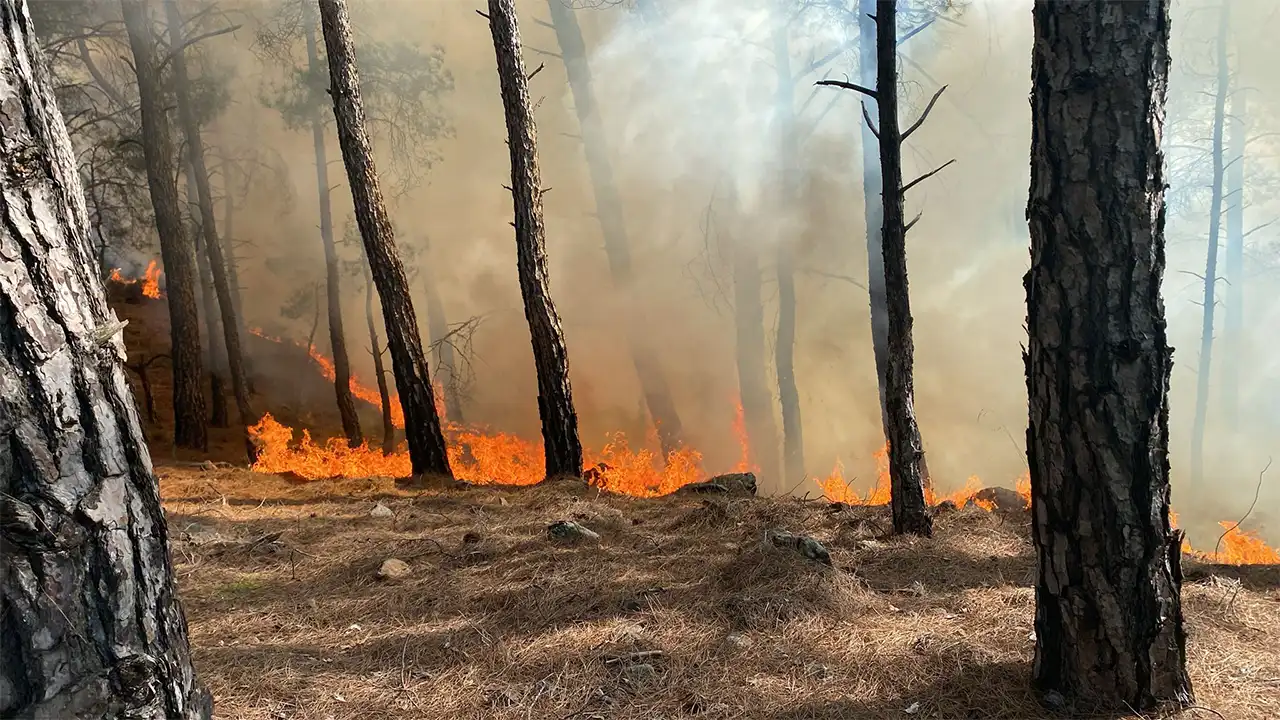 Muğla’da Çıkan Orman Yangını Kontrol Altına Alındı 3