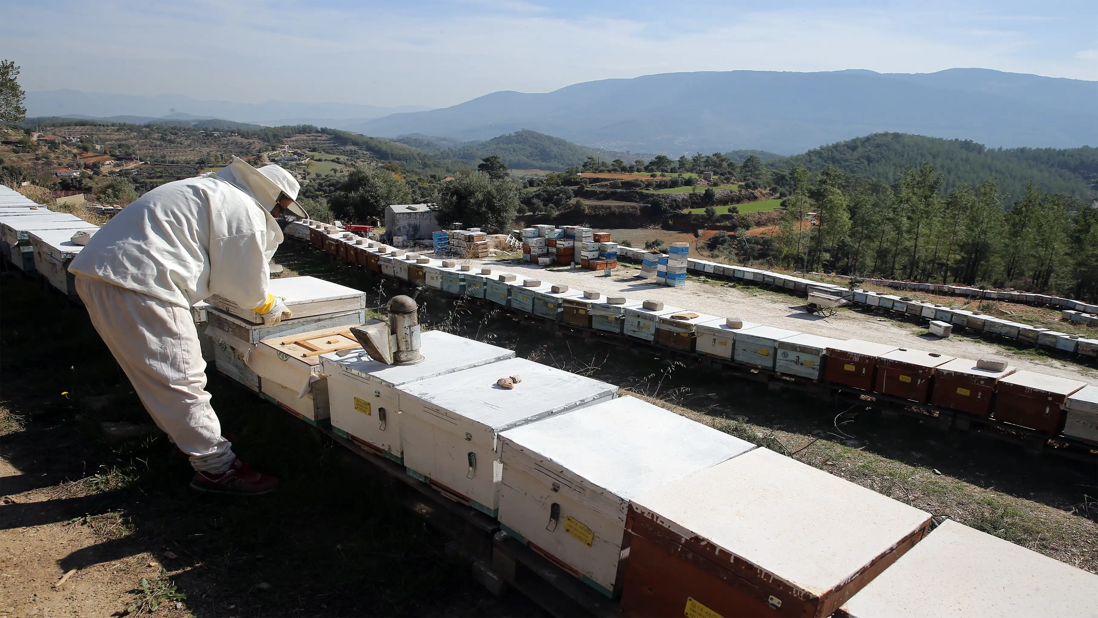 Muğla’da Iklim Koşulları Çam Balı Üretimini Artırdı 4