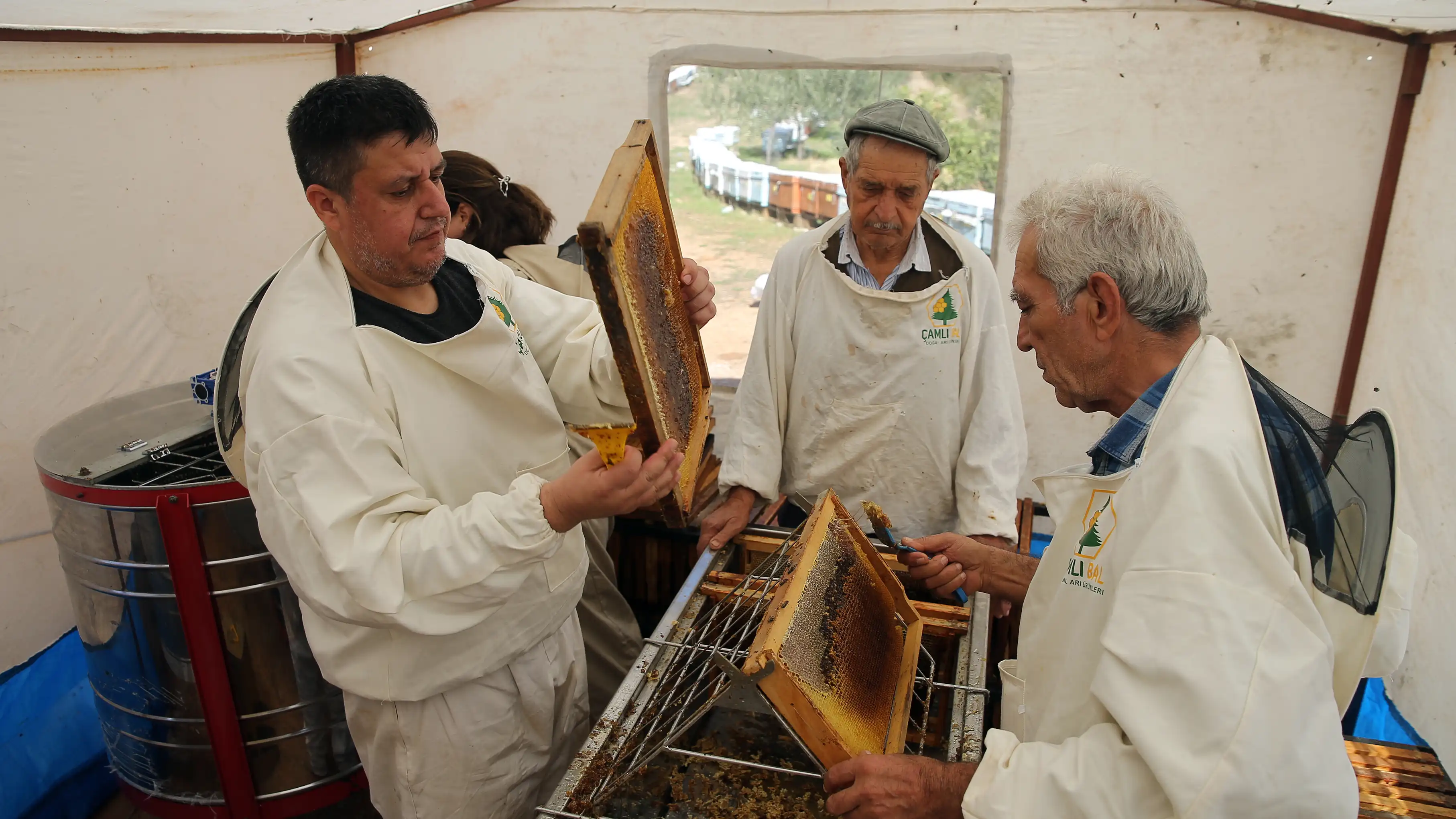 Muğla’da Iklim Koşulları Çam Balı Üretimini Artırdı