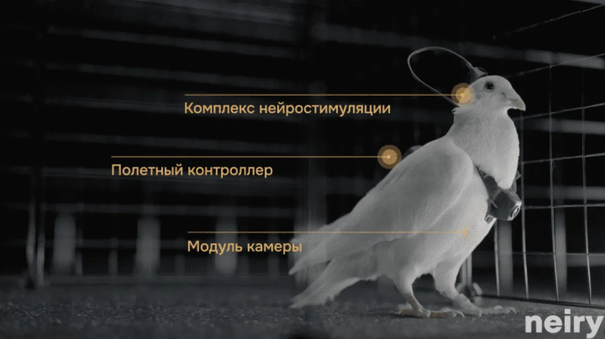 Rusya’dan Gözetimde Yeni Adım Çipli Güvercinler1