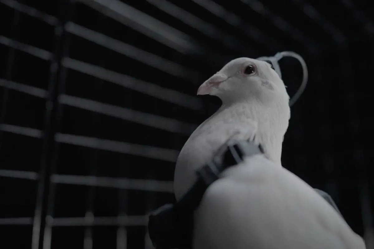 Rusya’dan Gözetimde Yeni Adım Çipli Güvercinler2