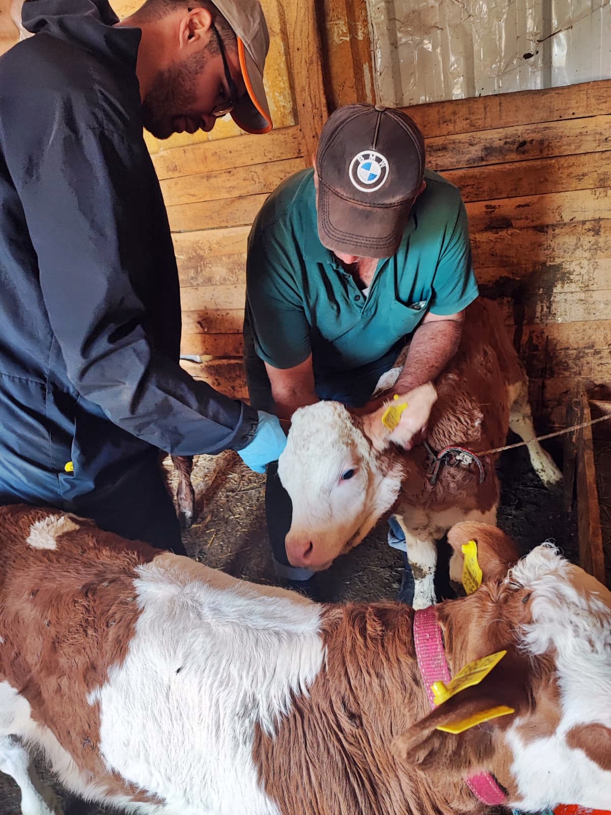 Şaphane’de Hayvan Sağlığı Çalışmaları Devam Ediyor1