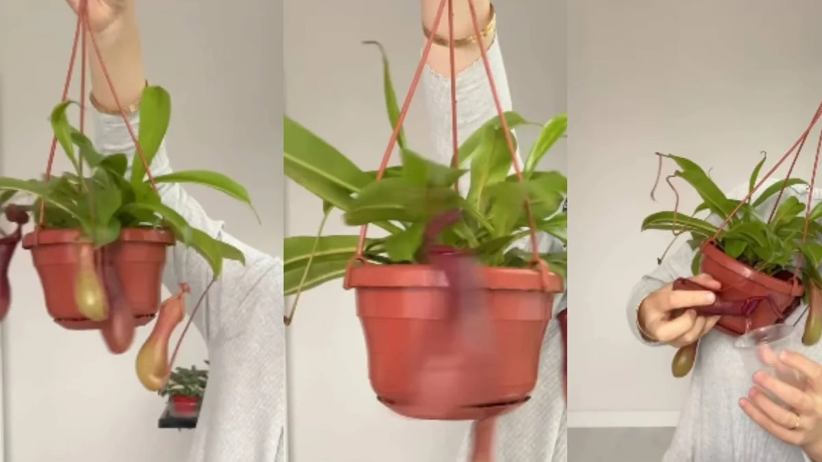 Sinek Ve Böceklerin Baş Düşmanı Bitki Evine Alan Rahat Ediyor 1