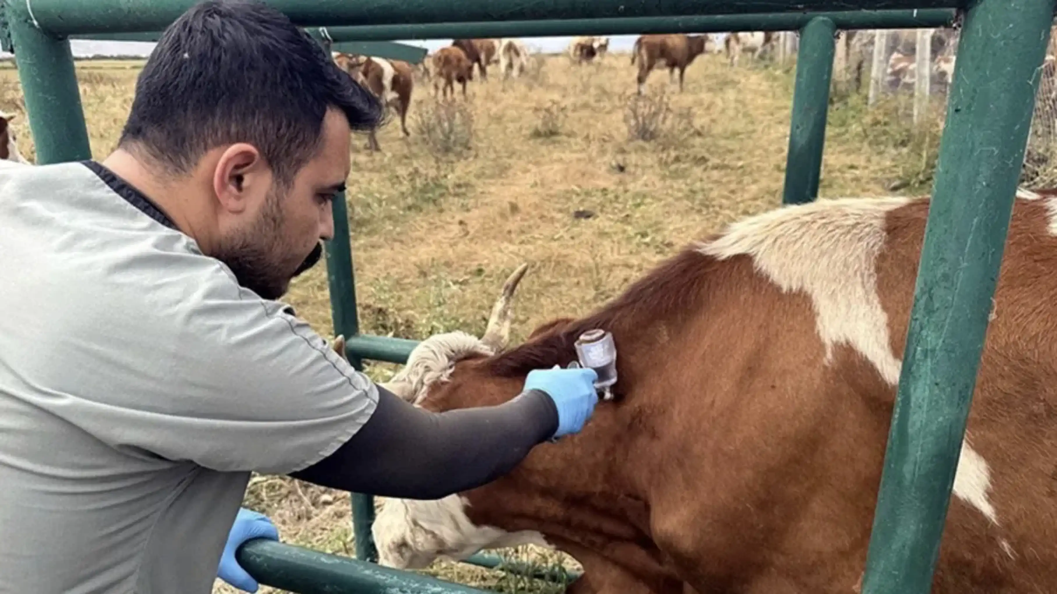 Türkiye Genelinde Şap Hastalığı Kontrol Altına Alındı 1