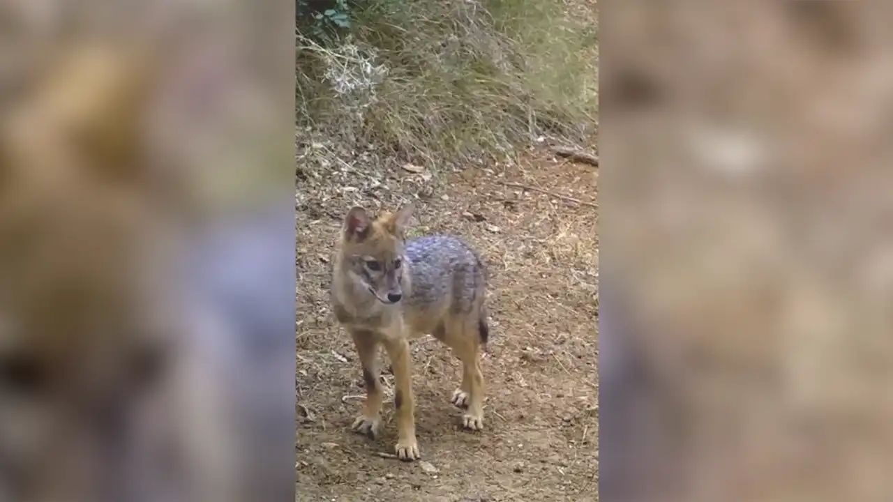 Uludağ'da Fotokapanla 2 Çakal Görüntülendi