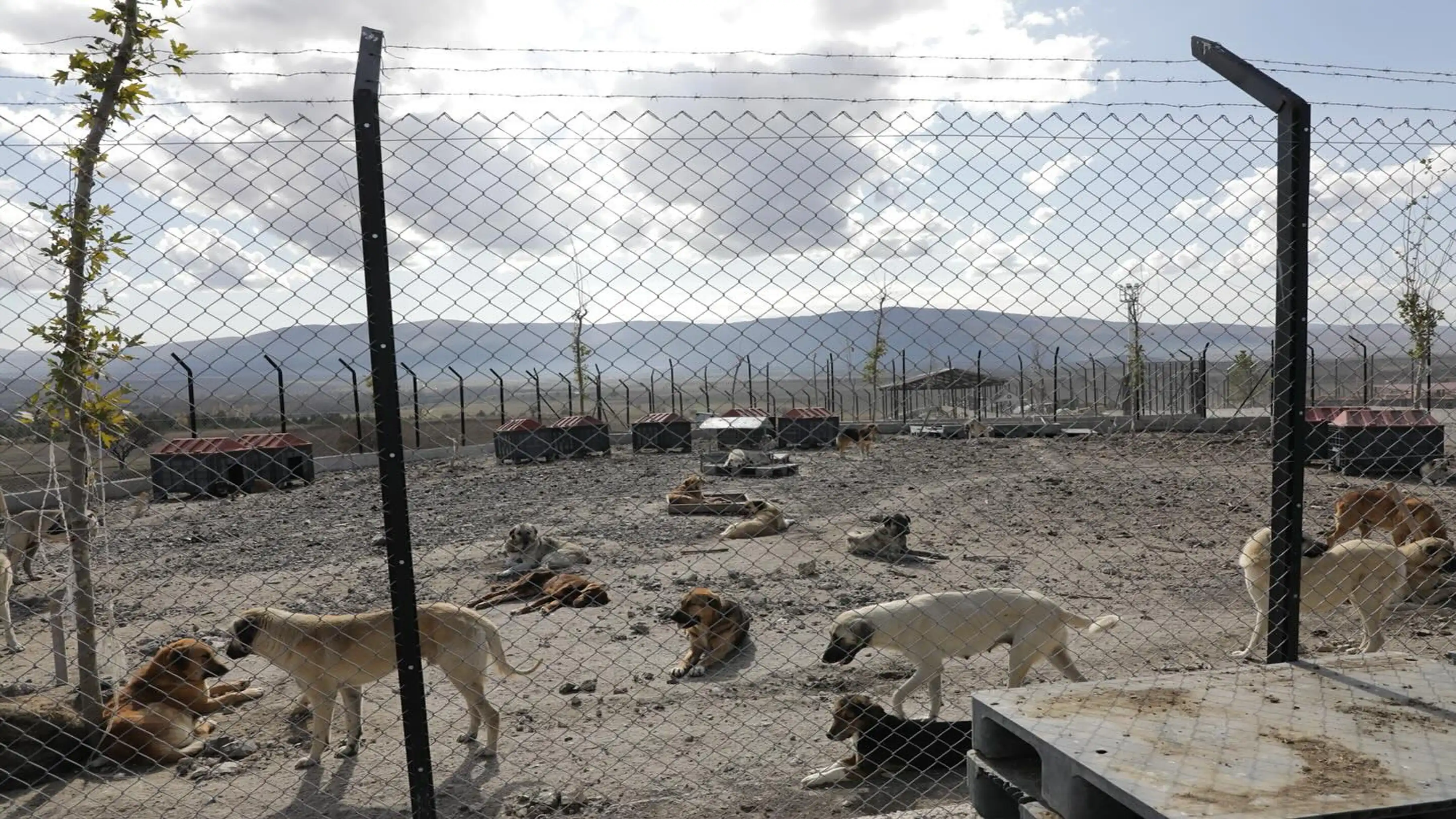Vali Musa Işın Kütahya’daki Hayvan Barınaklarını Inceledi 3
