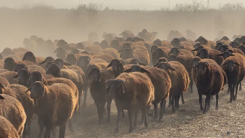 Ağrı Dağı Eteklerinde Damızlık Morkaraman Yetişiyor,
