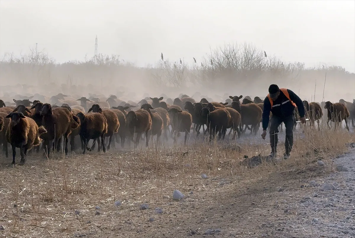 Ağrı Dağı Eteklerinde Damızlık Morkaraman Yetişiyor1