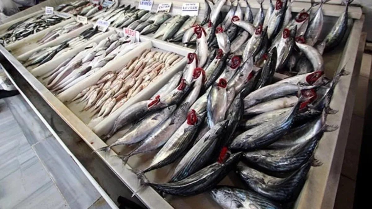 Aralık Ayının En Faydalı Balıkları Açıklandı1