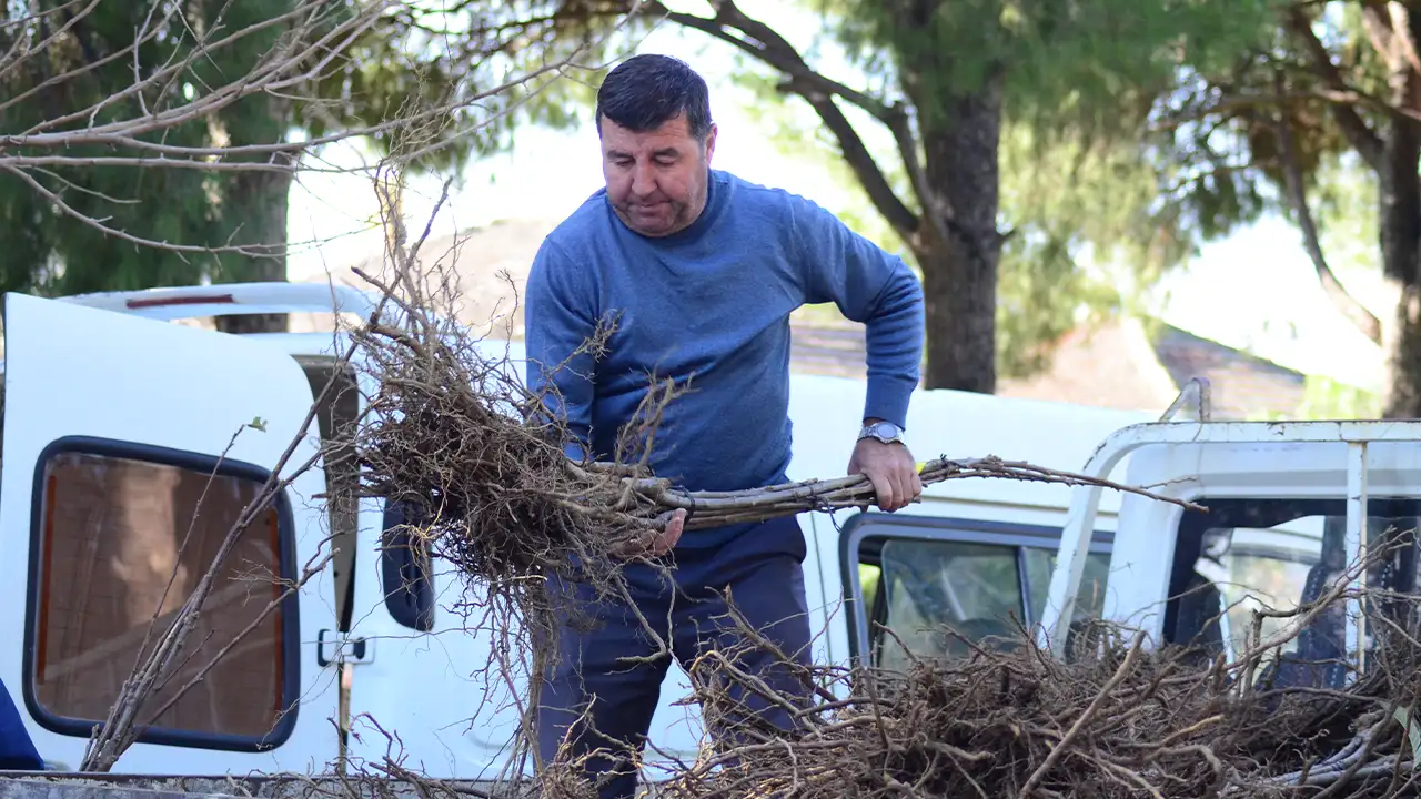 Aydın Nazilli’de Çiftçilere 4 Bin Kestane Fidanı Desteği Verildi 1