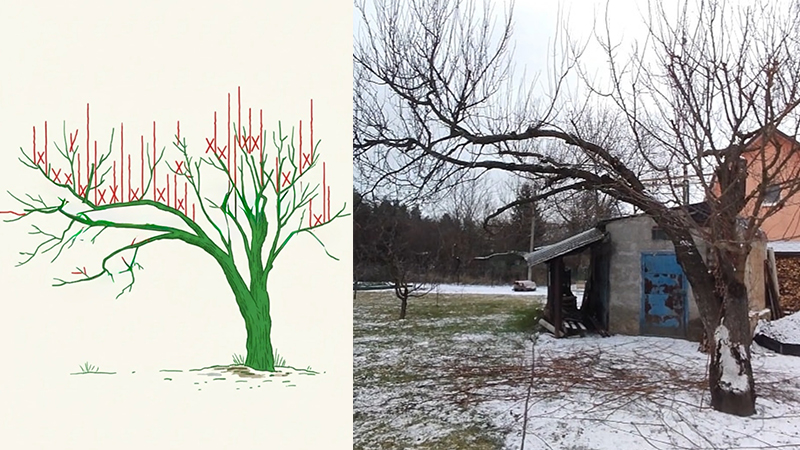 Doğru Budama, Meyve Ağaçlarında Verimi Yıllarca Belirliyor (1)