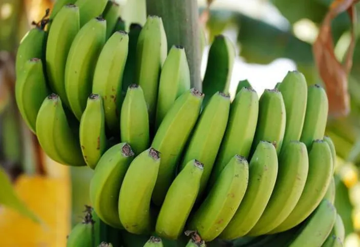 En Sağlıklı Muz Rengi Açıklandı 1