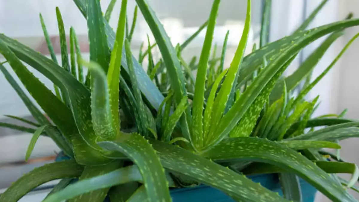 Evinizde Varsa Hemen Atın (1)-1