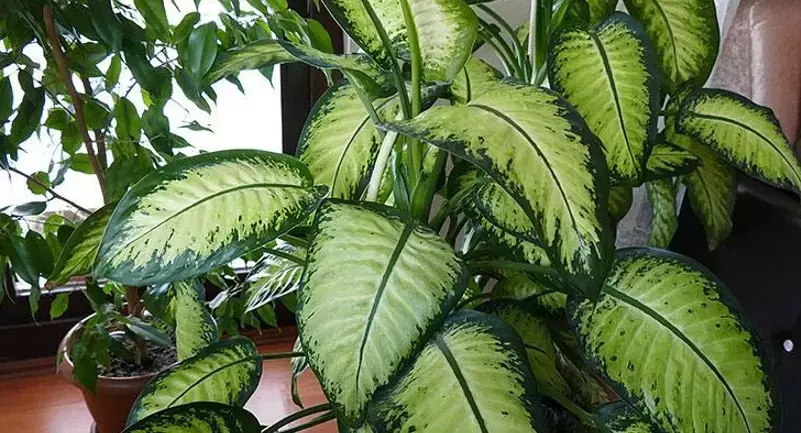 Evinizde Varsa Hemen Atın (2)