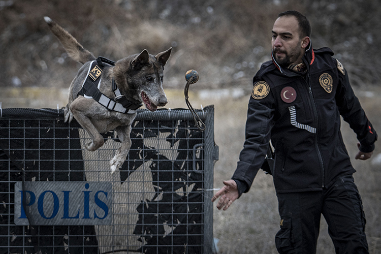 Kadavra Köpeği Melo, Depremden Cinayete Iz Sürüyor 2