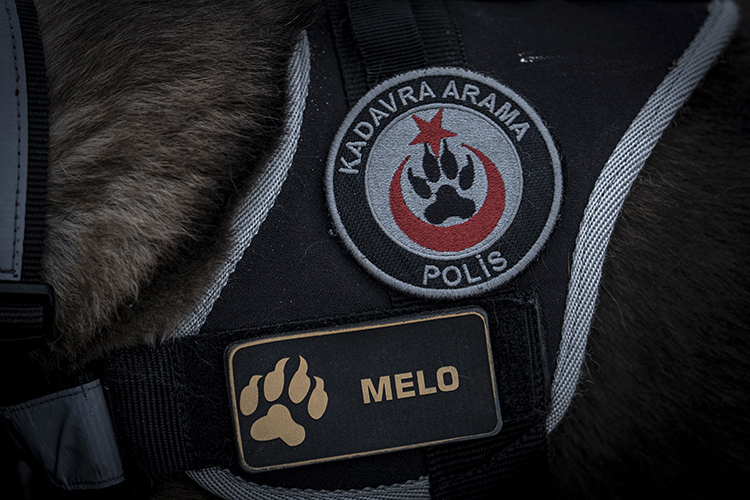 Kadavra Köpeği Melo, Depremden Cinayete Iz Sürüyor 3