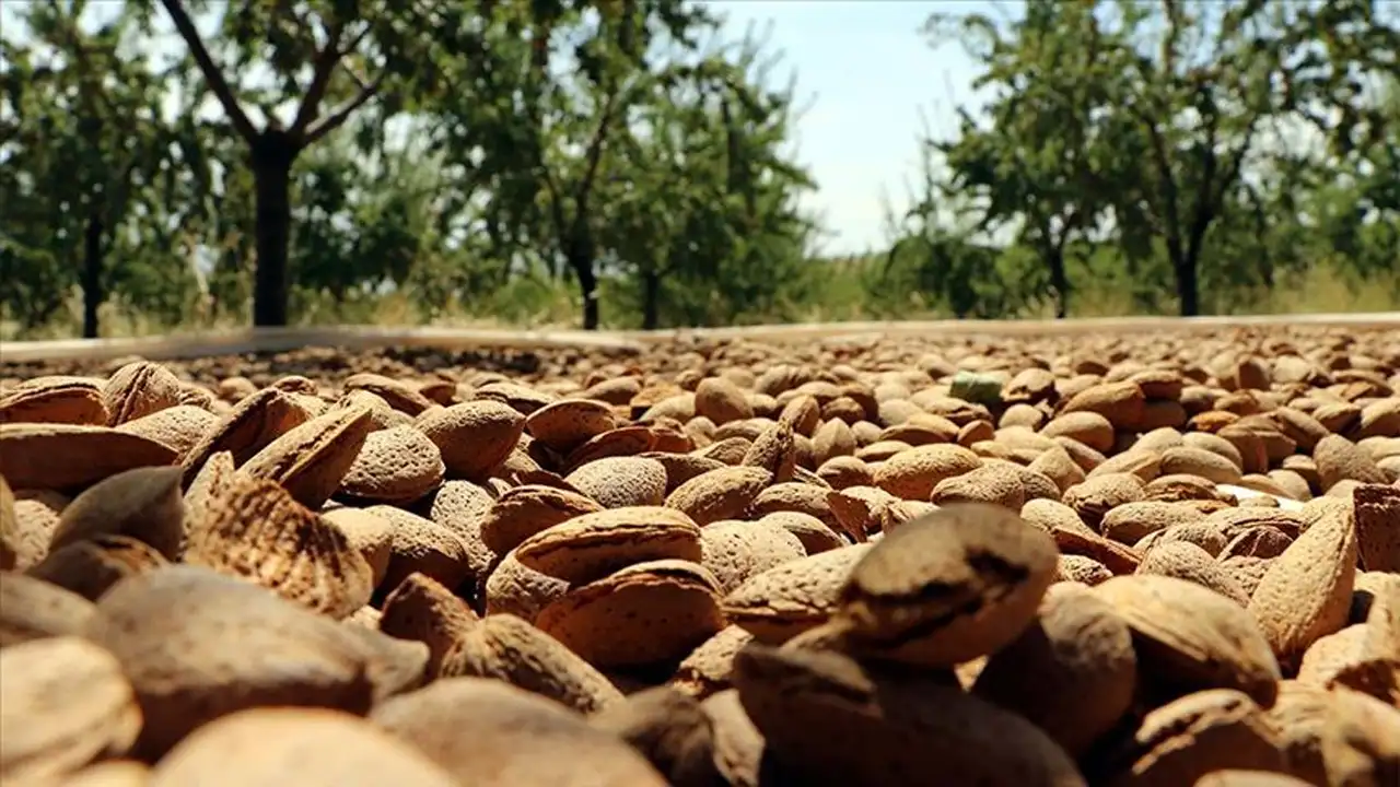 Kalp, Cilt Ve Beyin Dostu Süper Besin Badem 1