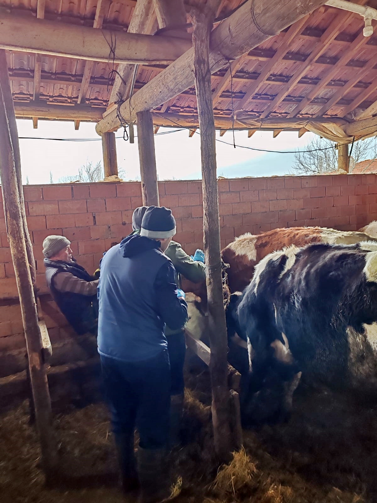 Kütahya Altıntaş’ta Büyükbaş Hayvanlara Brusella Aşısı Yapıldı1