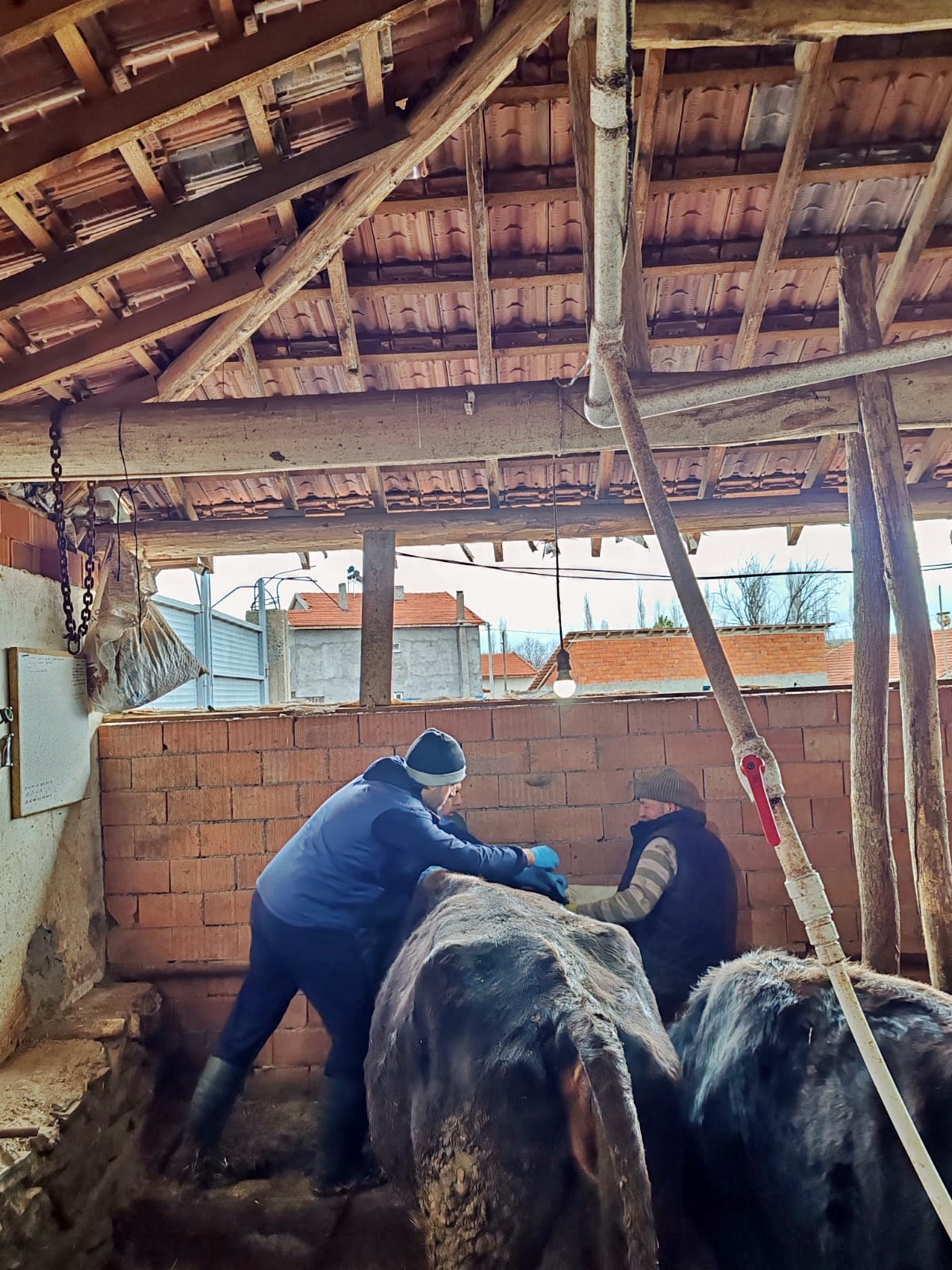 Kütahya Altıntaş’ta Büyükbaş Hayvanlara Brusella Aşısı Yapıldı2