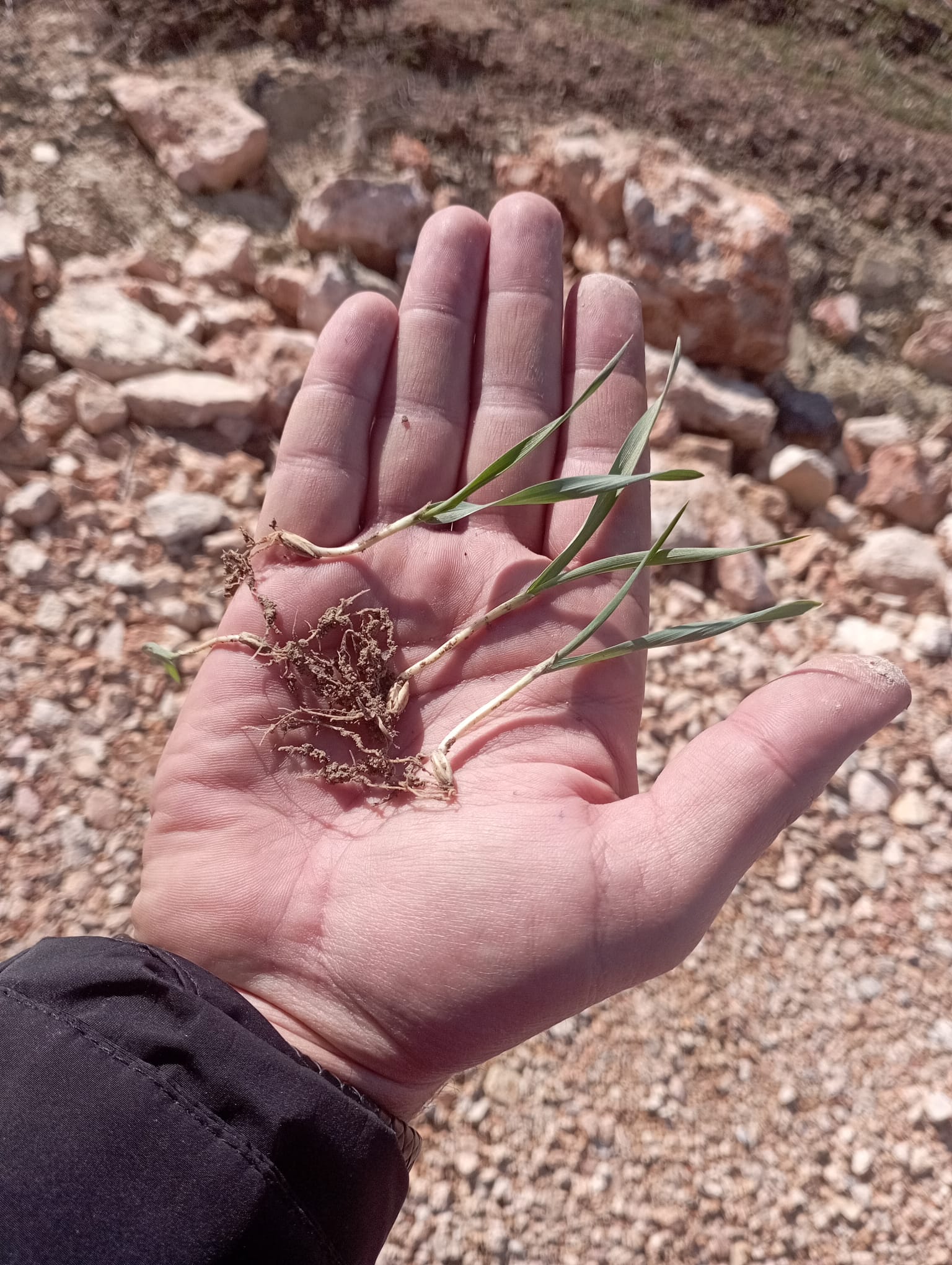 Kütahya Aslanapada Tarlalarda Fenolojik Gözlem Yapıldı1