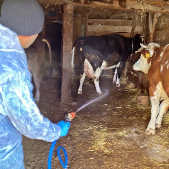 Kütahya Domaniç’te Hayvan Sağlığı Için Dezenfeksiyon Çalışması Yapıldı 2