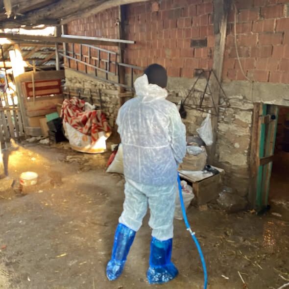 Kütahya Domaniç’te Hayvan Sağlığı Için Dezenfeksiyon Çalışması Yapıldı