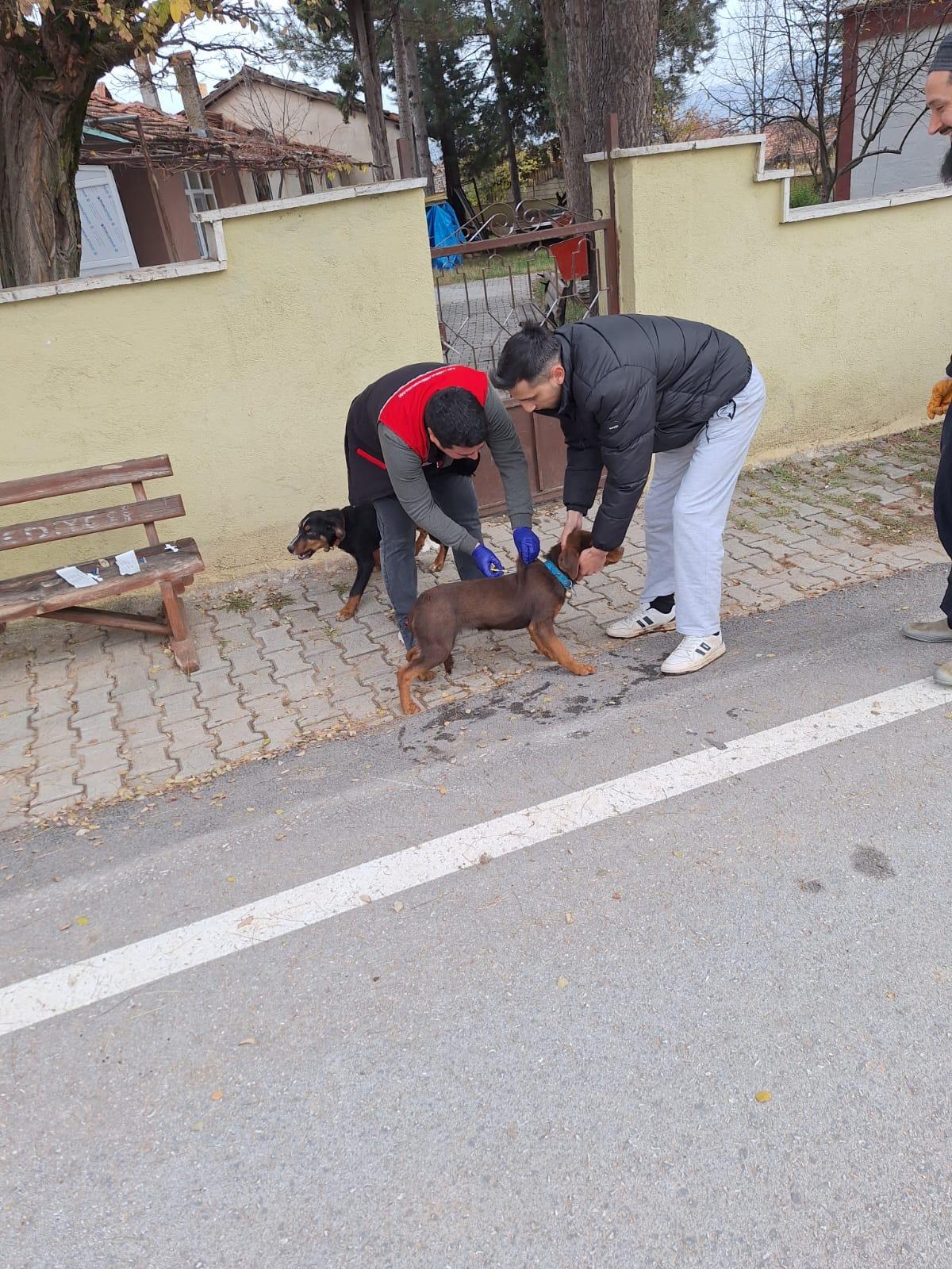 Kütahya Emetde Köylerde Ev Hayvanlarına Mikroçip Ve Aşılama3