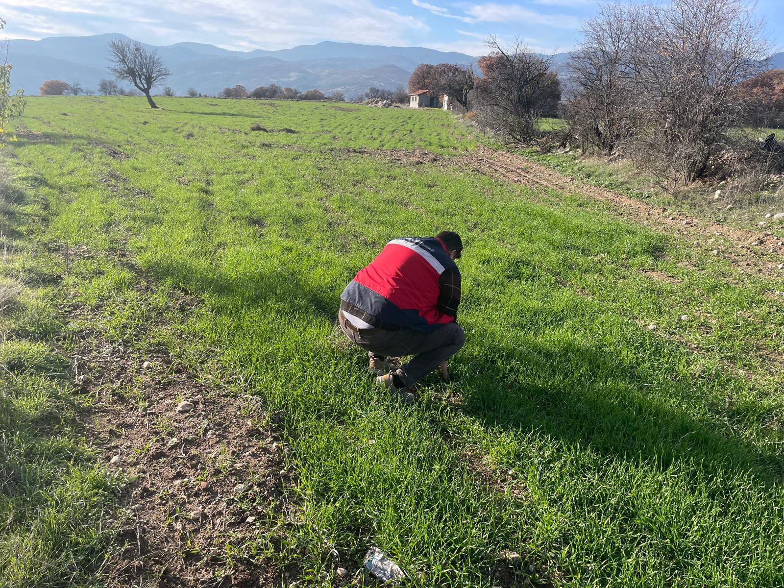 Kütahya Emet’te Buğday Tarlalarında Fenolojik Izleme1