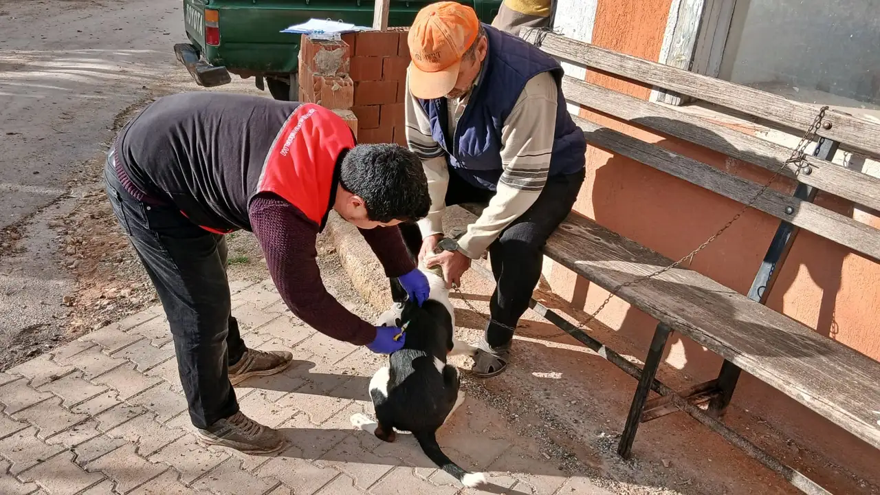 Kütahya Emet’te Kedi Ve Köpeklere Kuduz Aşısı Uygulandı 1