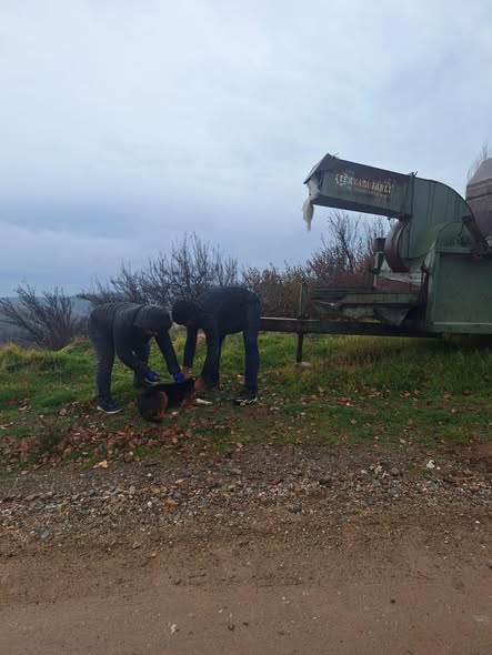 Kütahya Emet’te Kedi Ve Köpeklere Mikroçip Ve Kuduz Aşısı Uygulandı 1