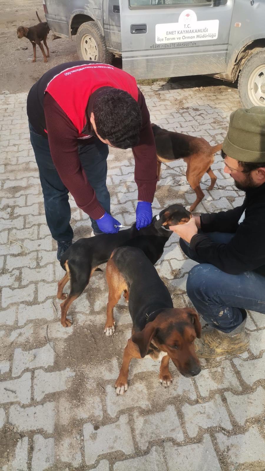 Kütahya Emet’te Kedi Ve Köpeklere Mikroçip Ve Kuduz Aşısı2