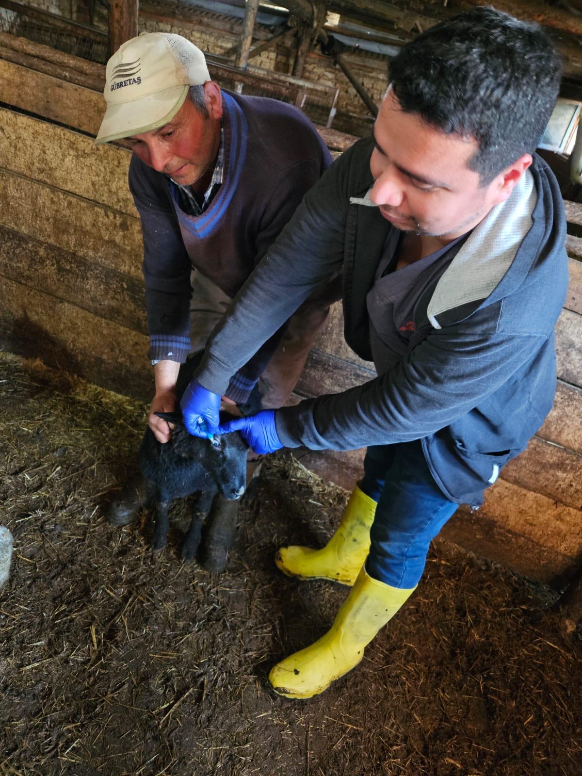Kütahya Emet’te Küçükbaş Hayvanlarda Aşılama Sürdürülüyor