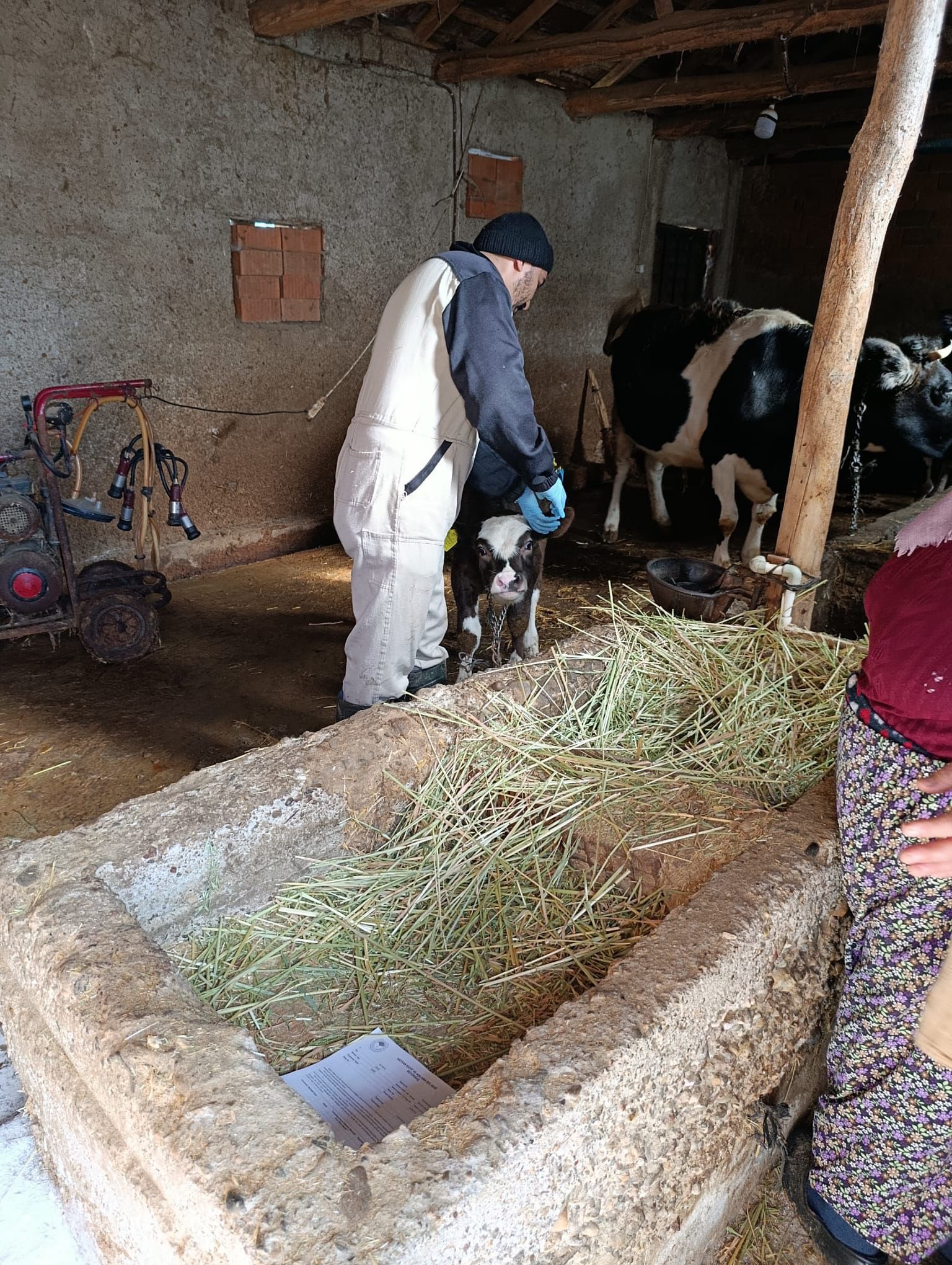 Kütahya Gediz’de Buzağı Kimliklendirme Çalışması Yapıldı