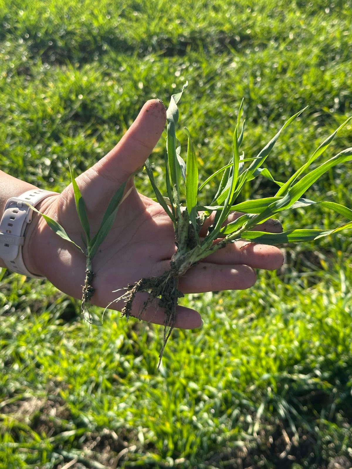 Kütahya Pazarlar’da Fenolojik Tarla Gözlemleri Yapıldı1