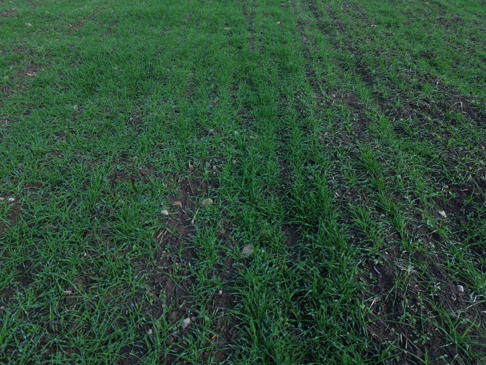 Kütahya Tavşanlı’da Demonstrasyon Arazilerinde Fenolojik Gözlem2