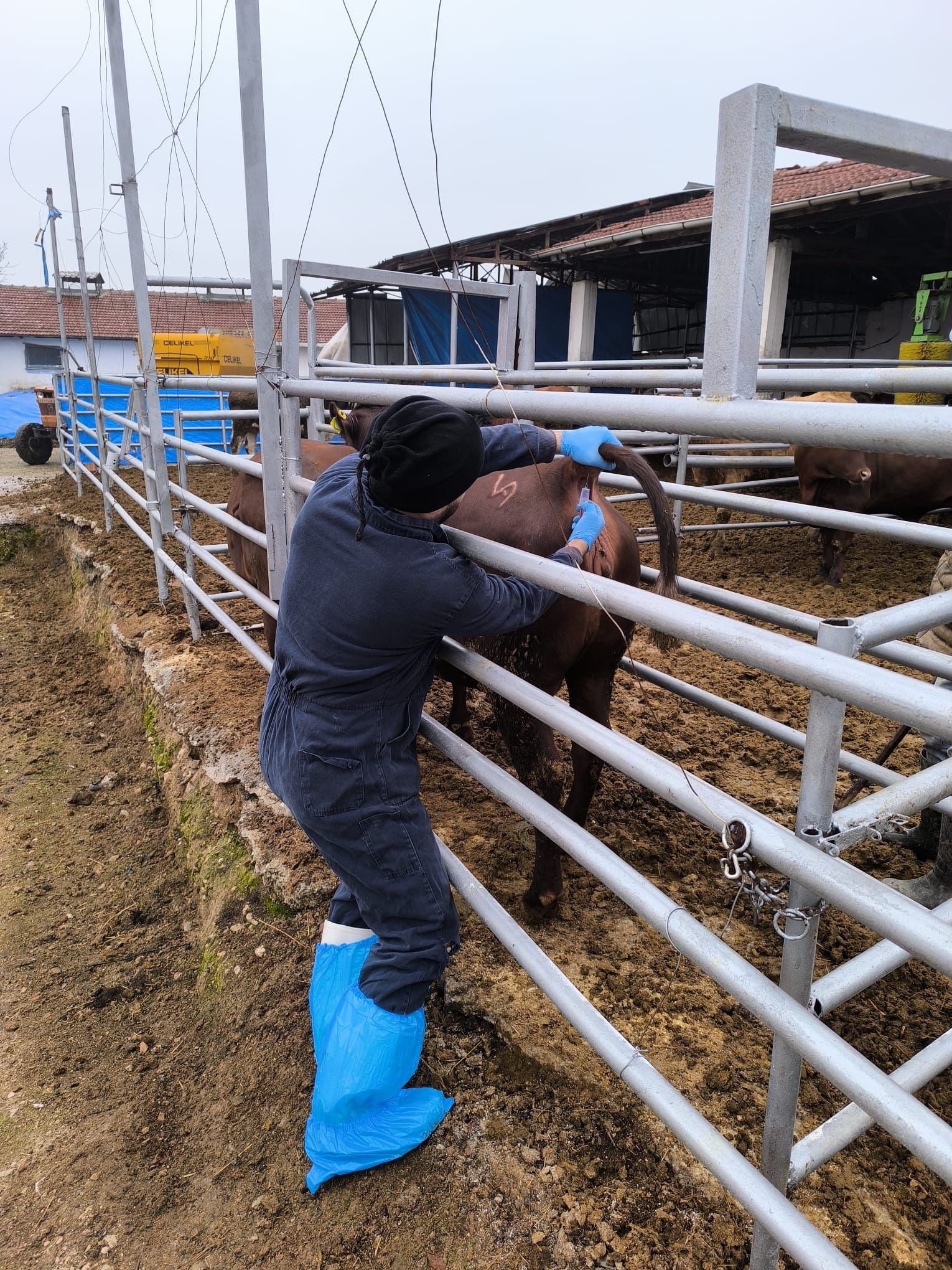 Kütahyada Ithal Gebe Düvelerde Millileştirme Süreci Başladı