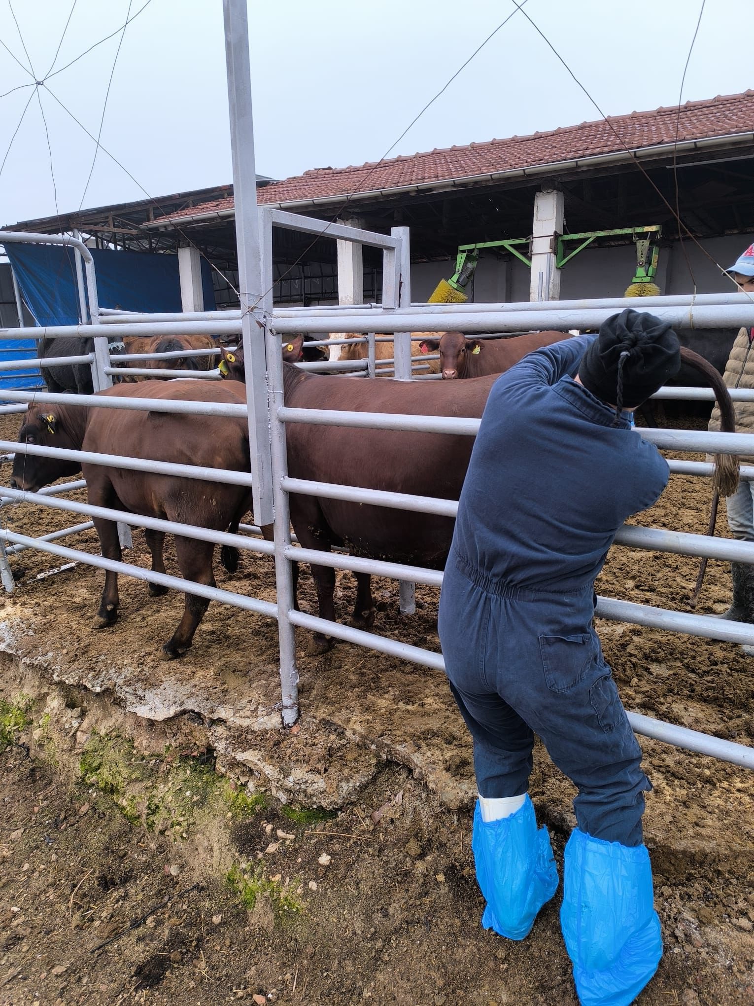 Kütahyada Ithal Gebe Düvelerde Millileştirme Süreci Başladı1