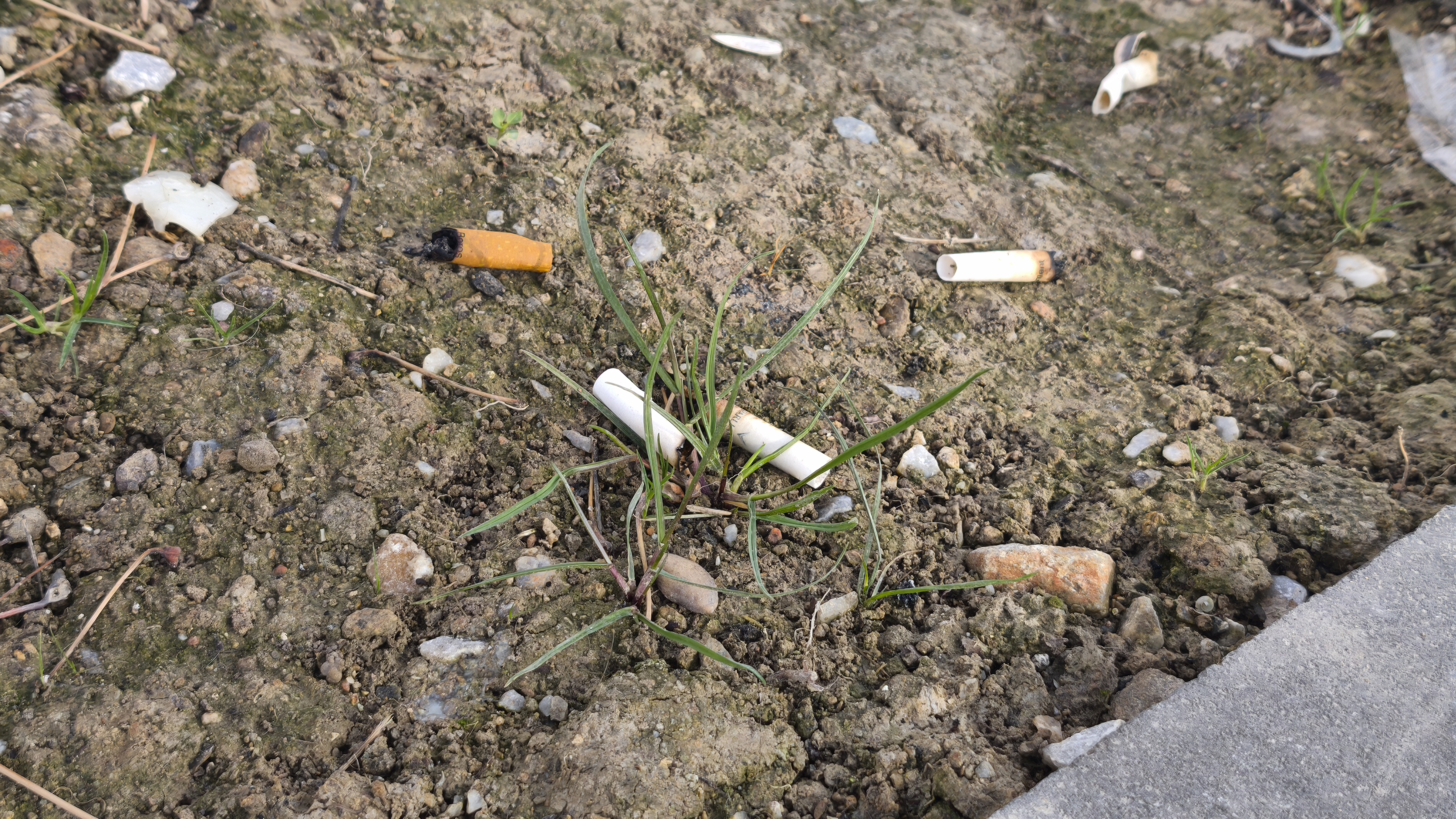 Kütahya’da Yere Çöp Atana Ceza Dönemi Başlıyor (4)