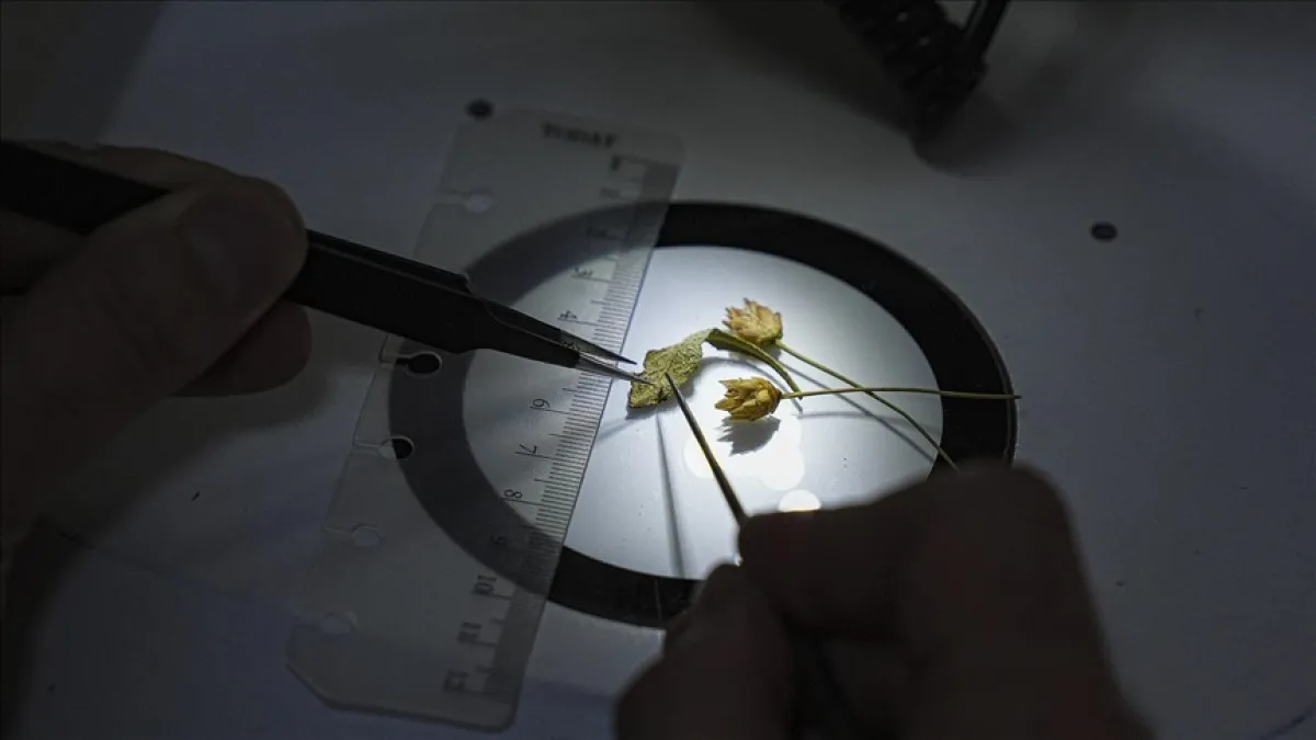 Muğla’da Emekli Öğretmen Yeni Bitki Türü Keşfetti1