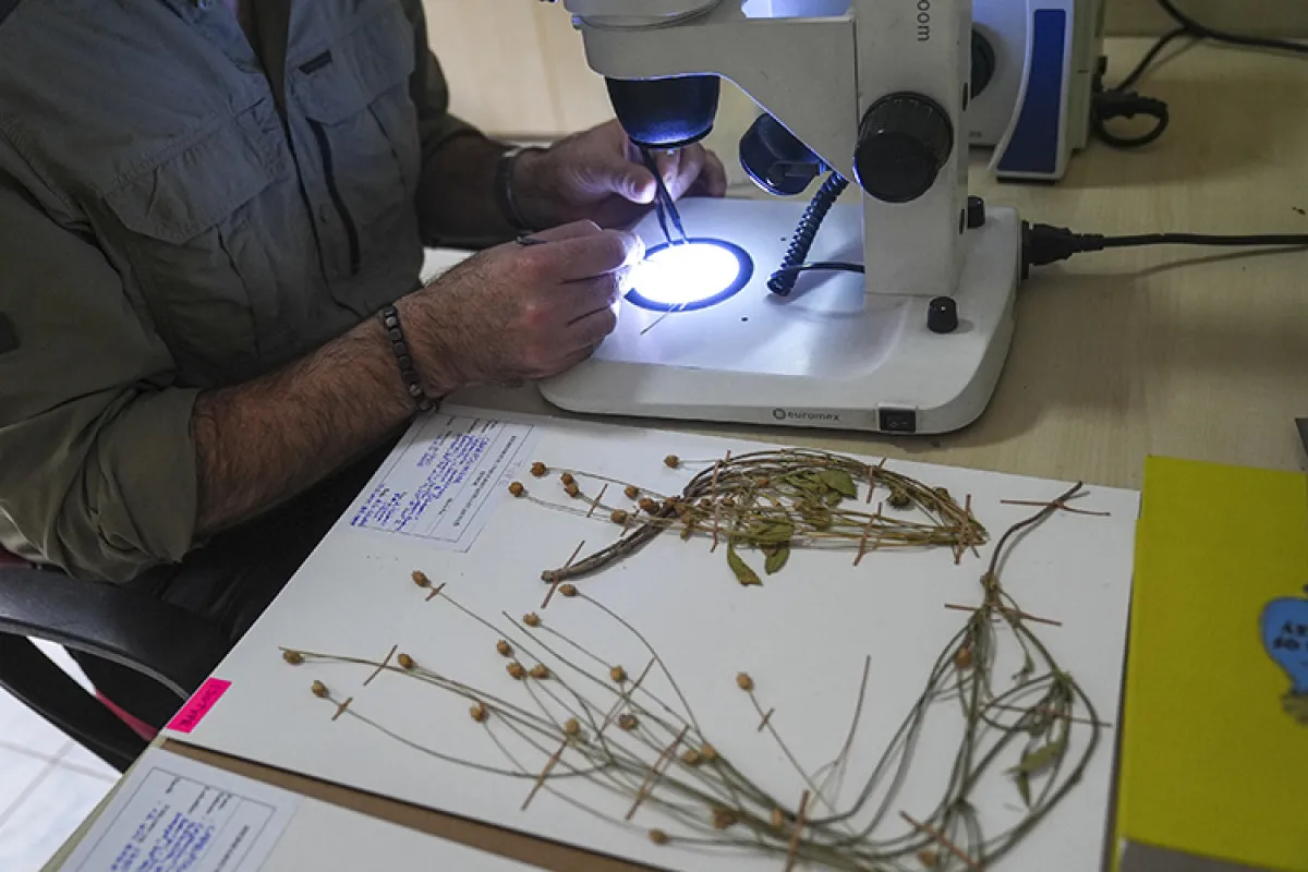 Muğla’da Emekli Öğretmen Yeni Bitki Türü Keşfetti3