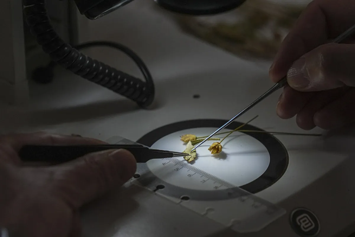 Muğla’da Emekli Öğretmen Yeni Bitki Türü Keşfetti4