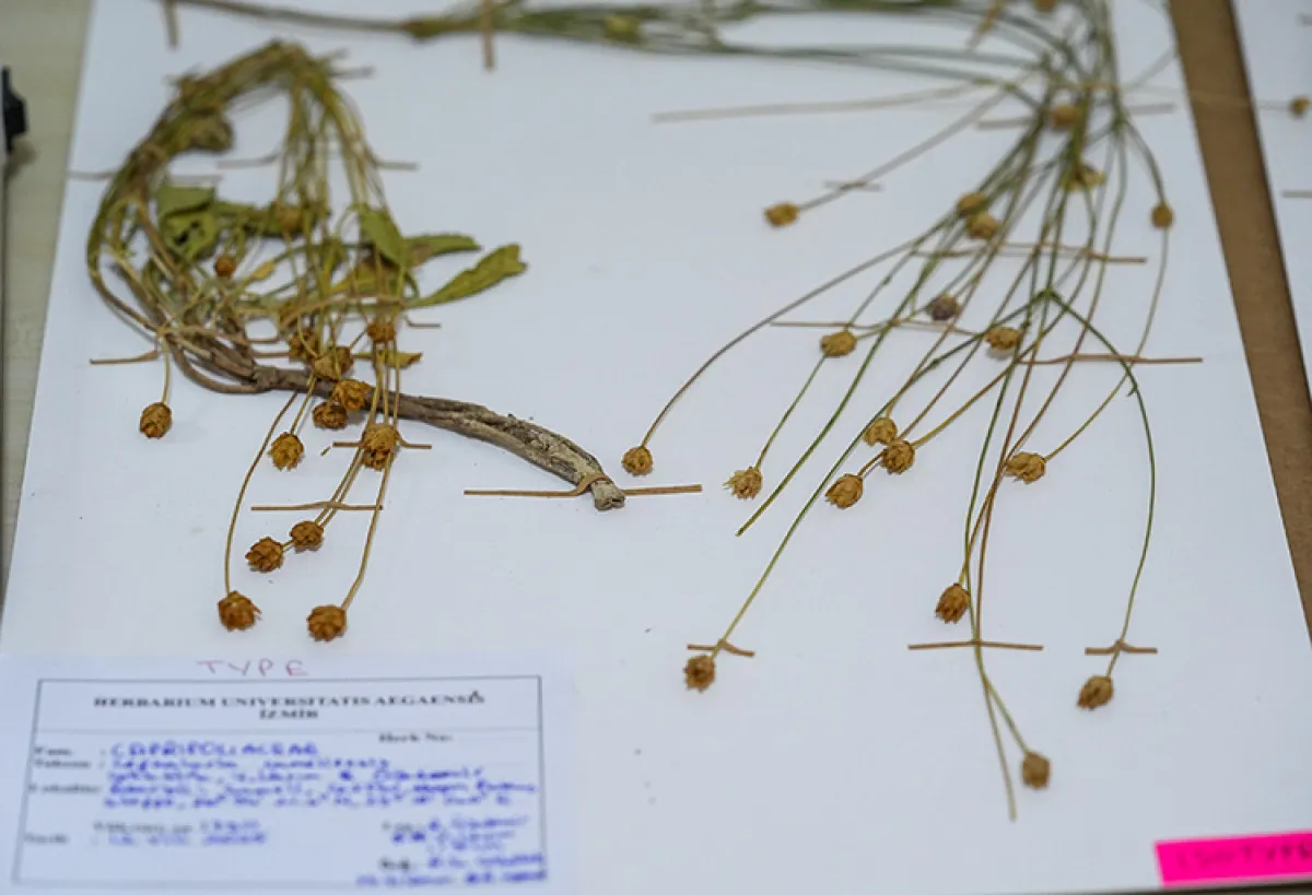 Muğla’da Emekli Öğretmen Yeni Bitki Türü Keşfetti5