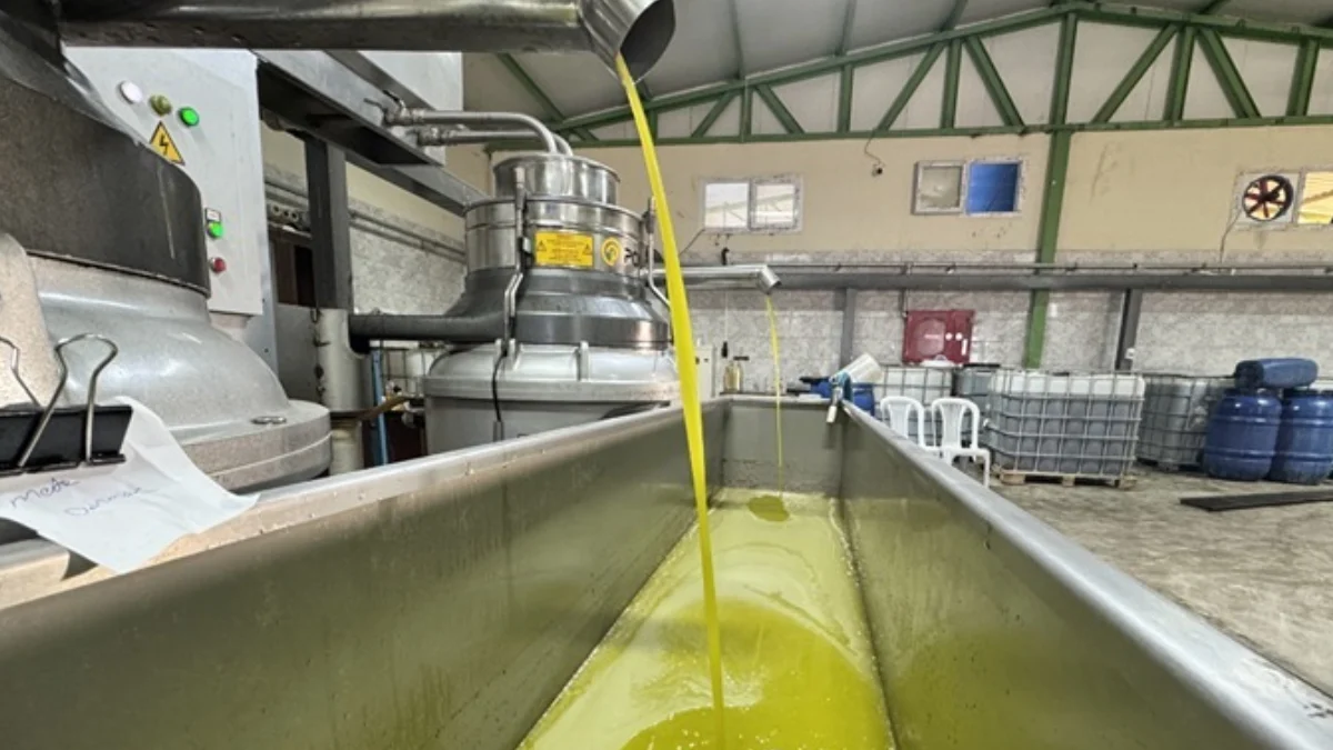 Muhtarın Iş Fikri Tüm Köyün Geçim Kaynağı Oldu Tonlarca Hasat Yapıyorlar 1-1