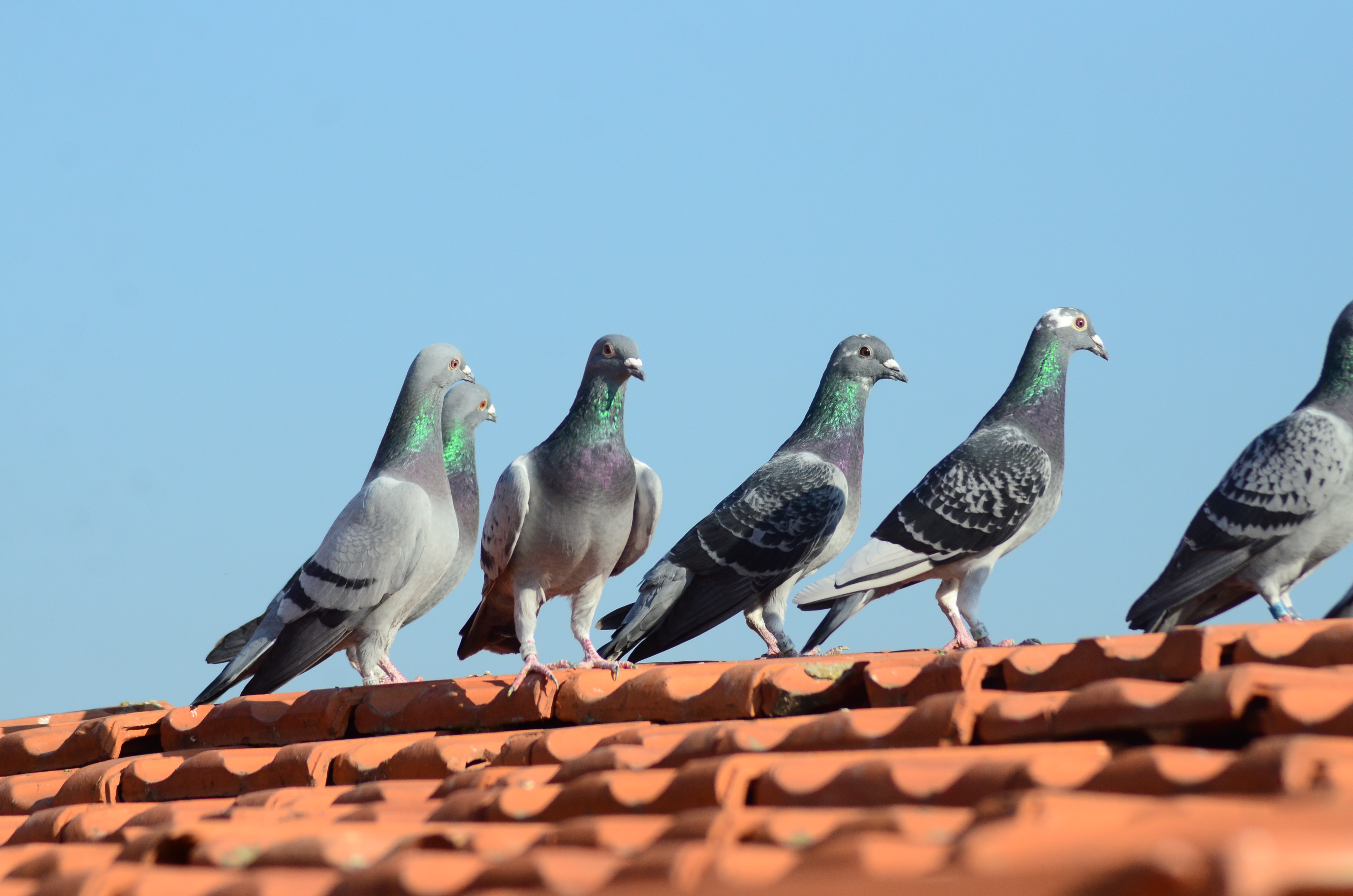 Nazilli’de “Kuşçu Çaycı” 5 Yılda Posta Güvercinleriyle 25 Kupa Kazandı (1)