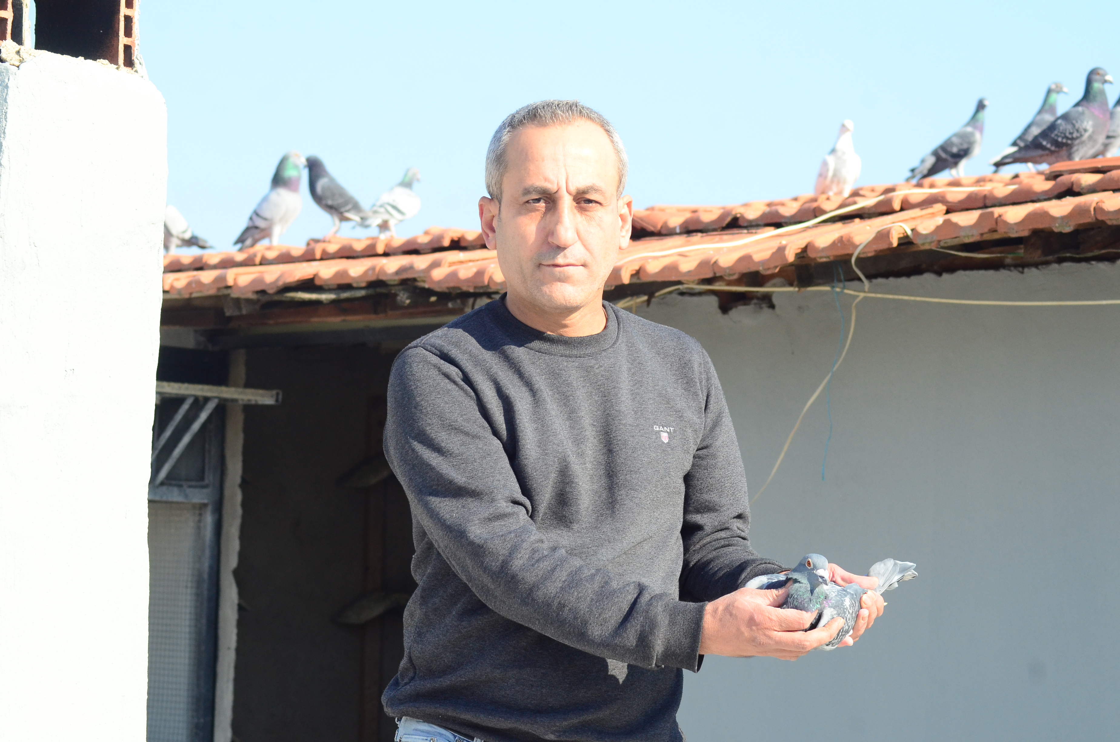 Nazilli’de “Kuşçu Çaycı” 5 Yılda Posta Güvercinleriyle 25 Kupa Kazandı (3)