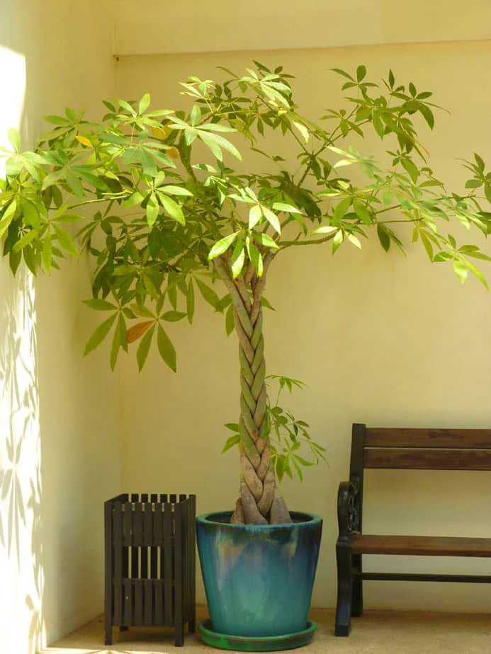 Para Ağacı Ne Zaman Ve Nasıl Budanmalı