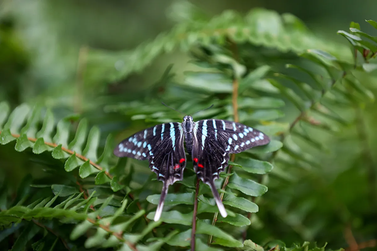 Şebiarus Için Tropikal Kelebek Bahçesi Hazır1